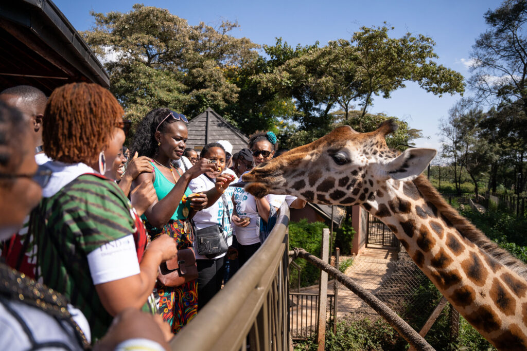Visitors feeding giraffes at a wildlife centre